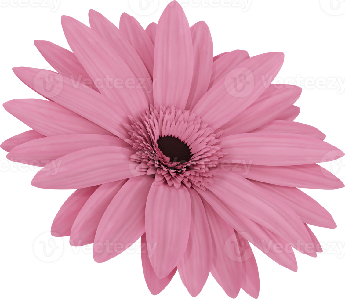 pink gerbera flower png