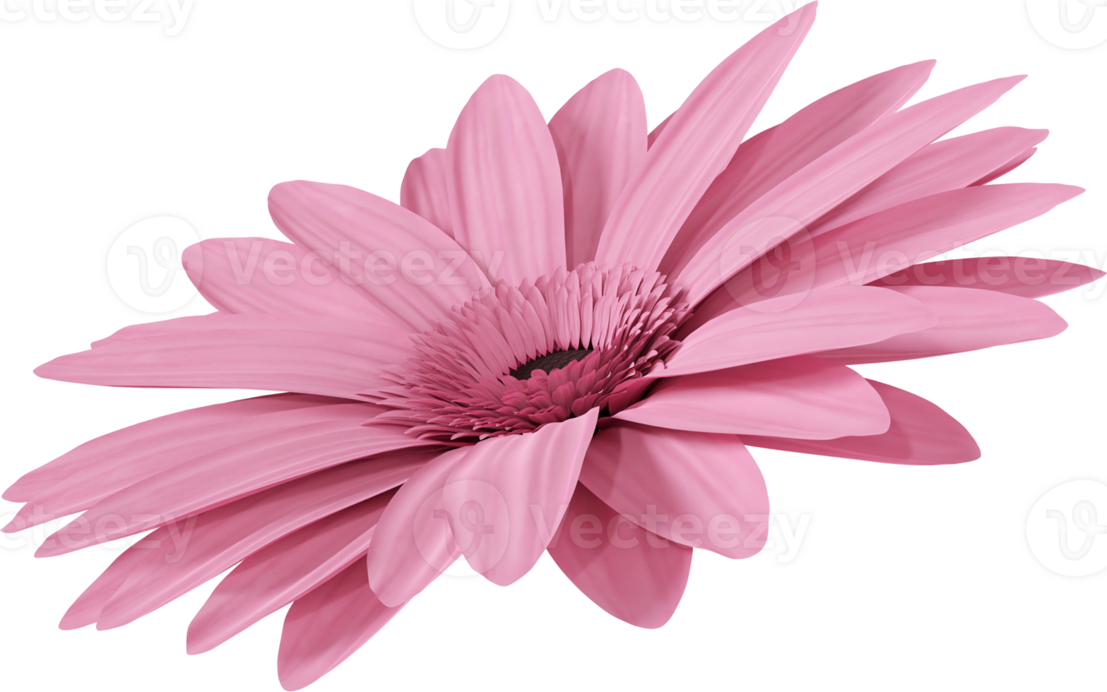 pink gerbera flower png