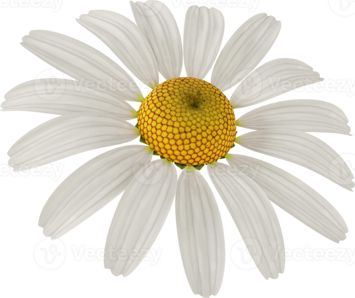 white chamomile flower png