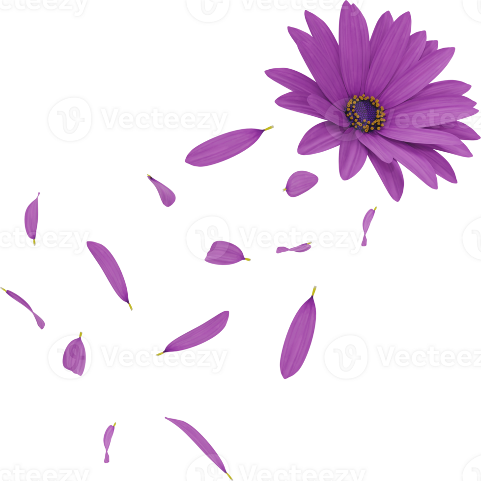 falling daisy flower petals png