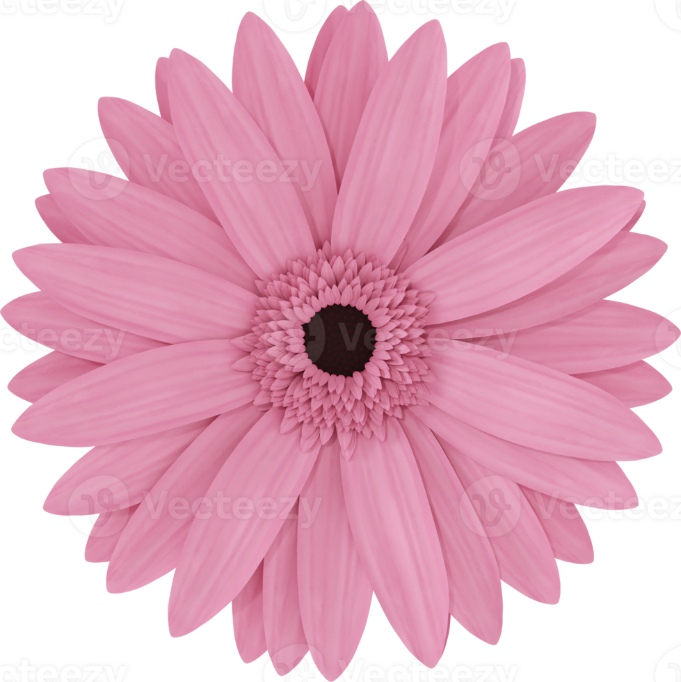 pink gerbera flower png