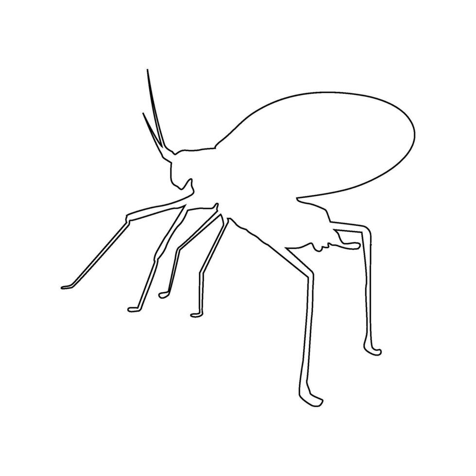katydid grasshopper icon vector