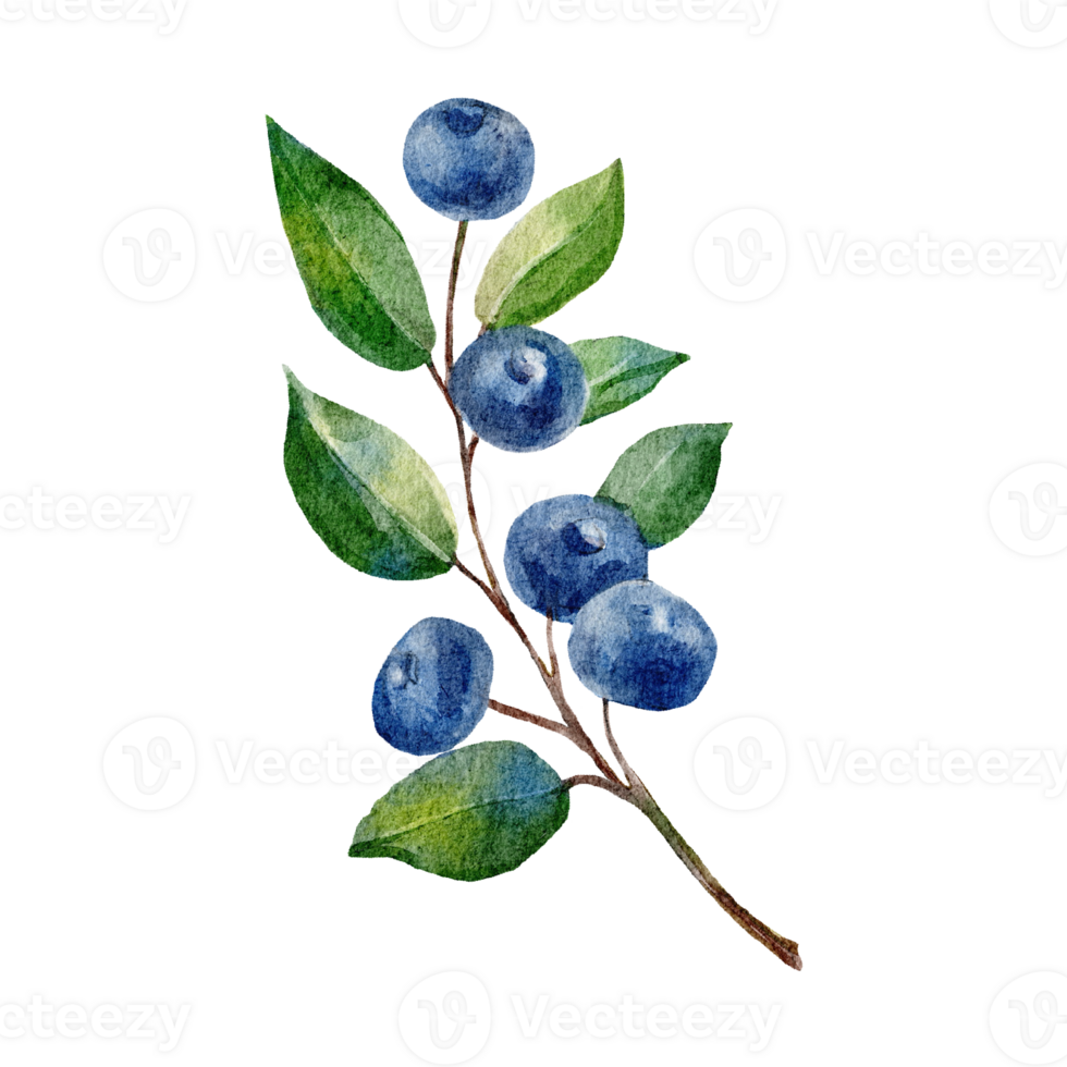 blueberries watercolor isolated on background png