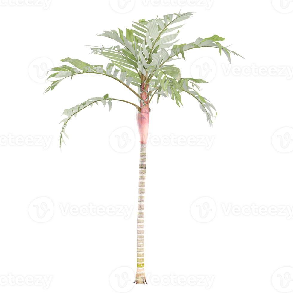 Adonidia plant on isolated Canvas png