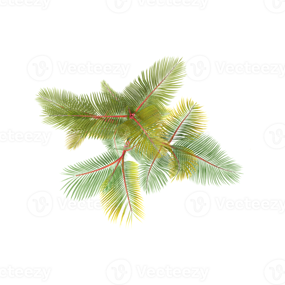 Archontophoenix alexandrae tree isolated on transparent Canvas from the top view png