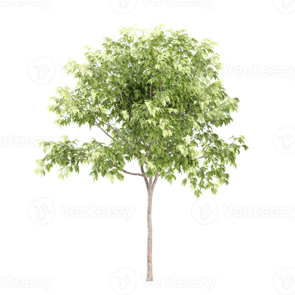 3d rendering of Ash plant png