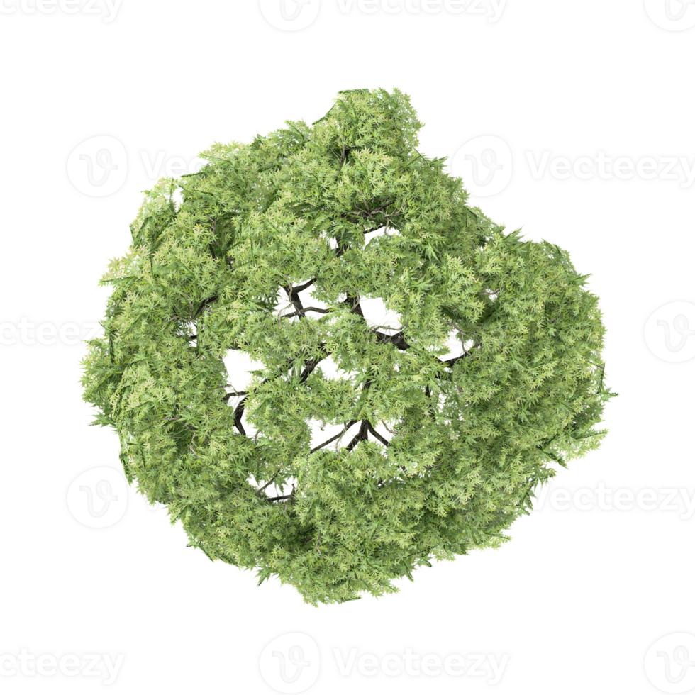 Top view of Acer palmatum tree from transparent Canvas png