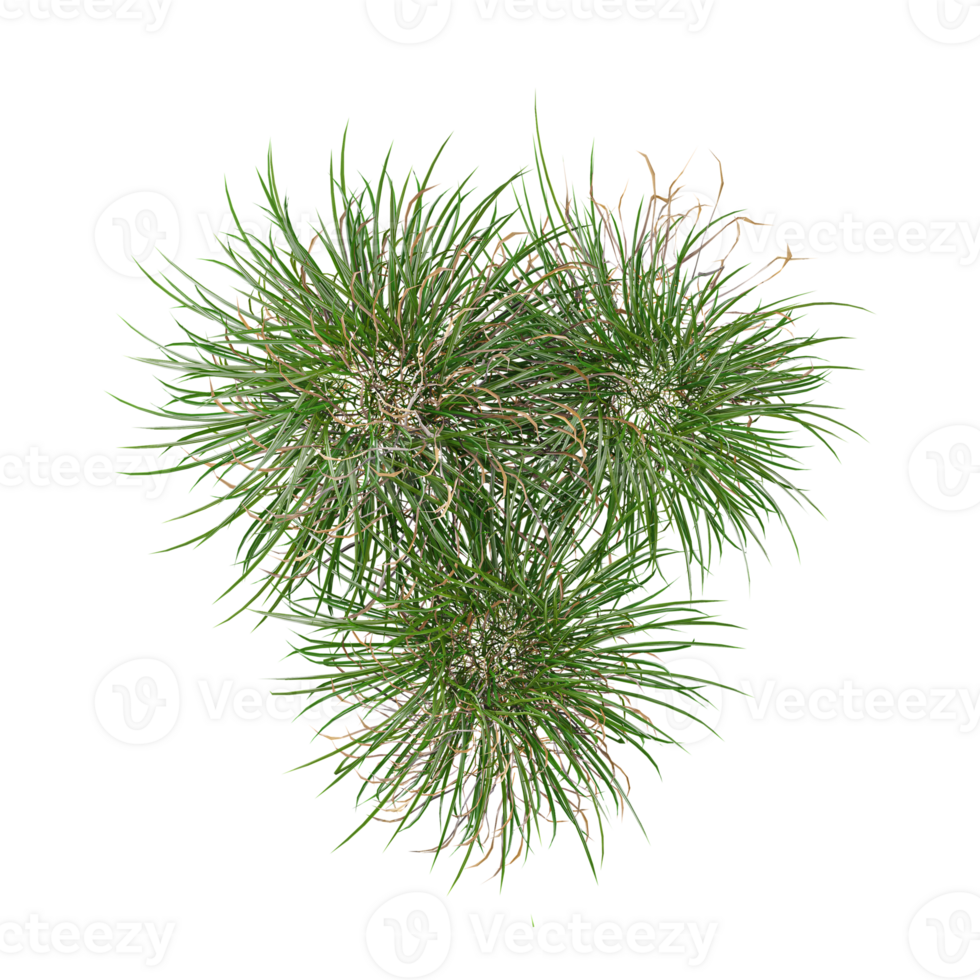 Natural fresh green grass cut out backgrounds 3d rendering png