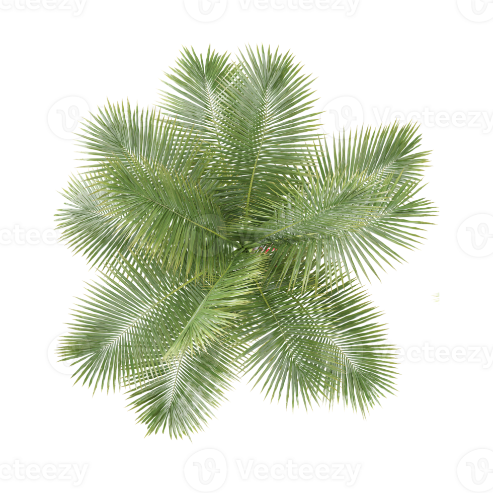 3d rendering of Coconut palm on isolated canvas png