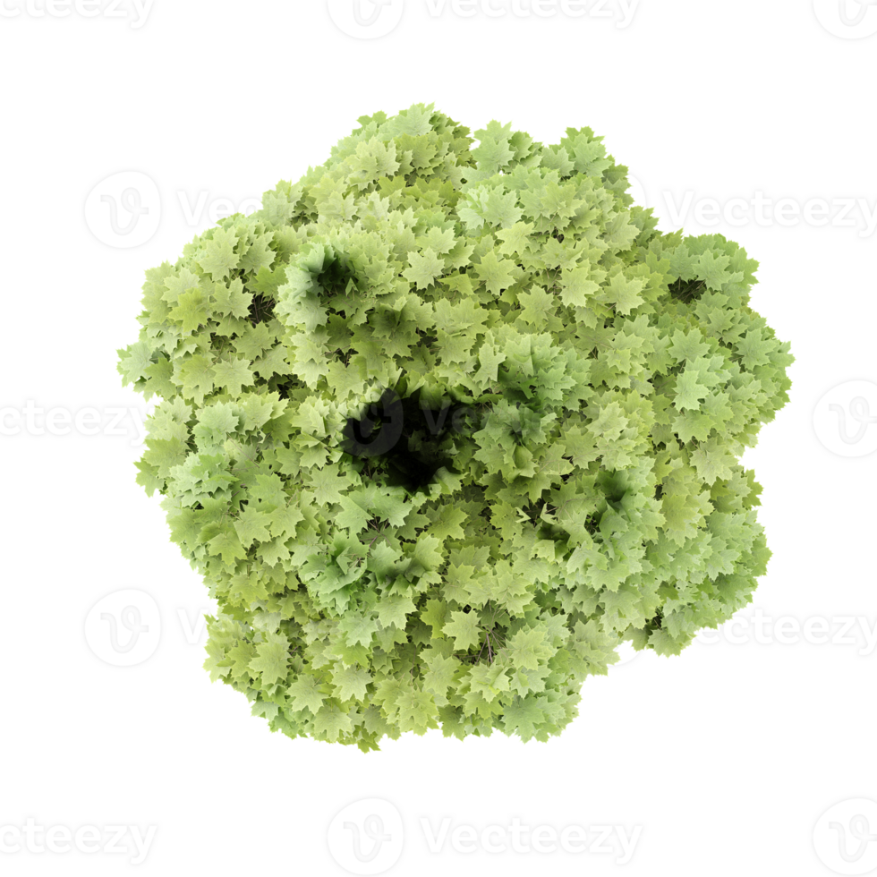 From the top view of Maple Tree for architecture visualization png