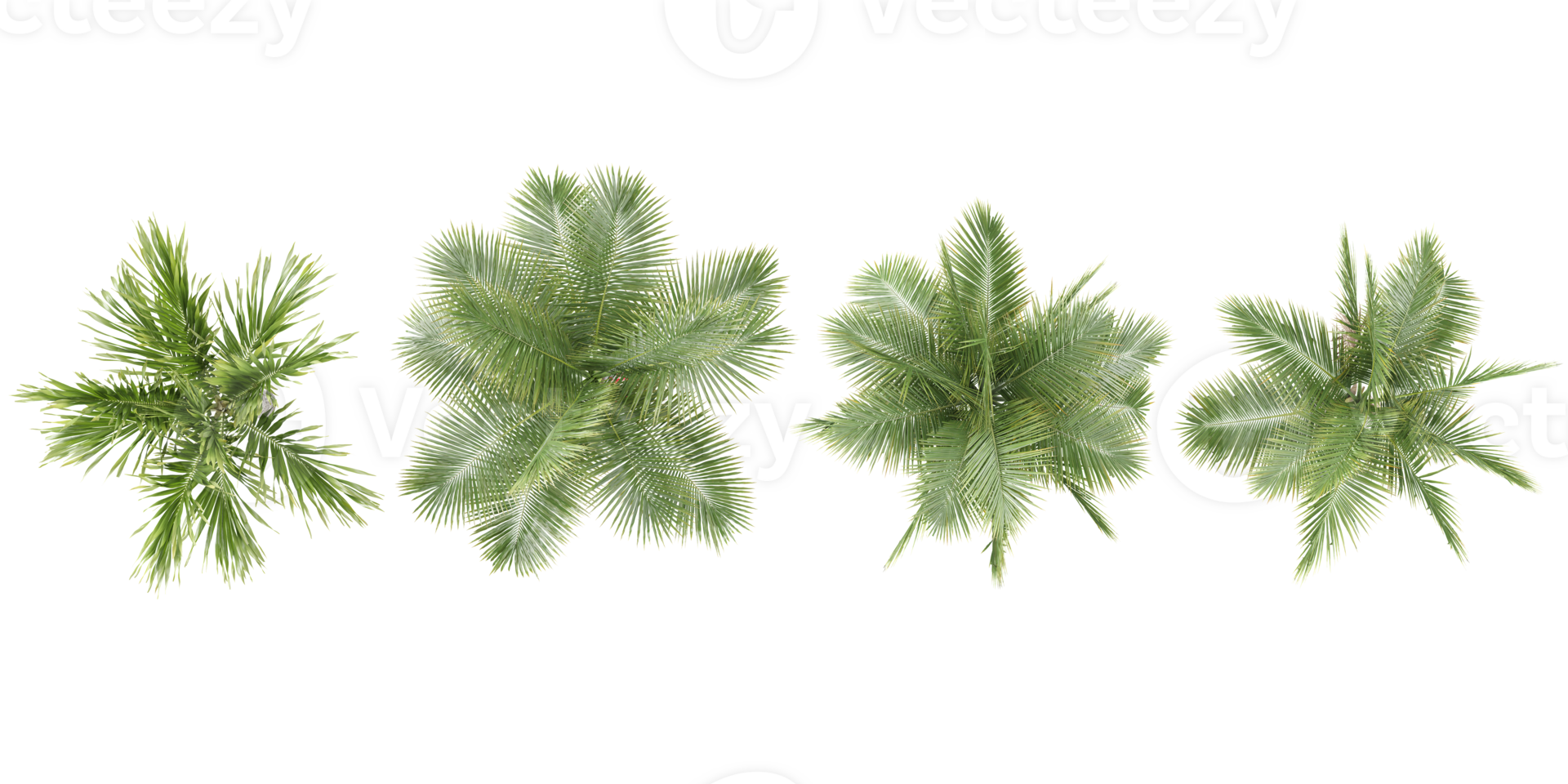 Areca palm,Coconut palm trees from the top view isolated white background png