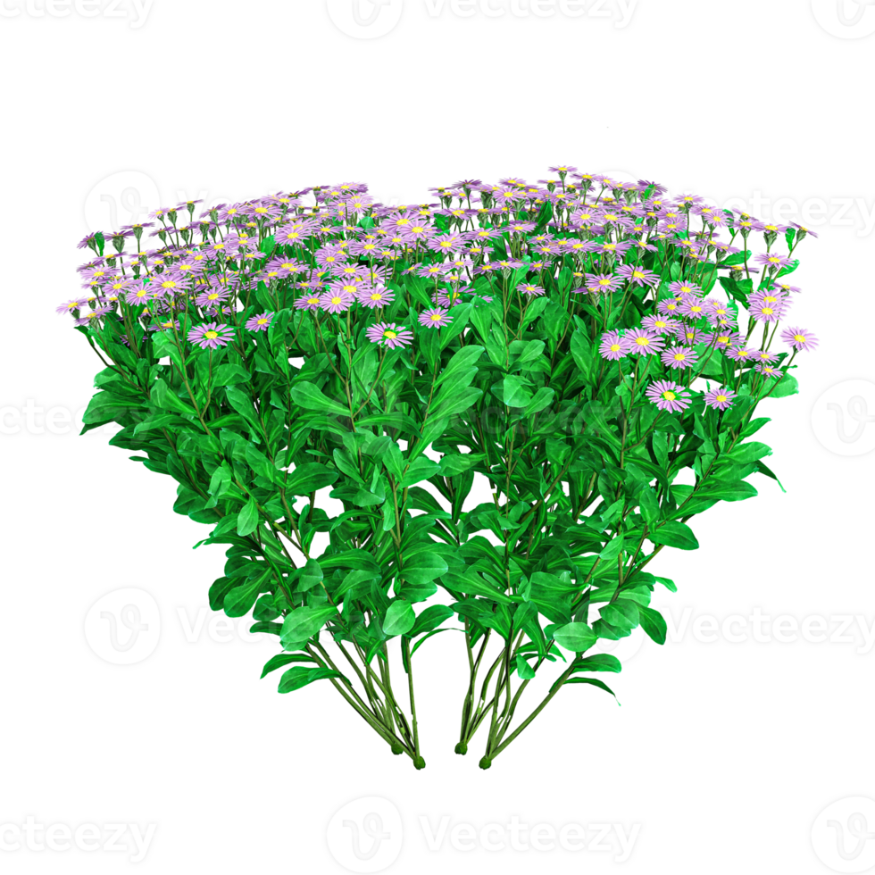 European Michaelmas-daisy Plant isolated on transparent Canvas png
