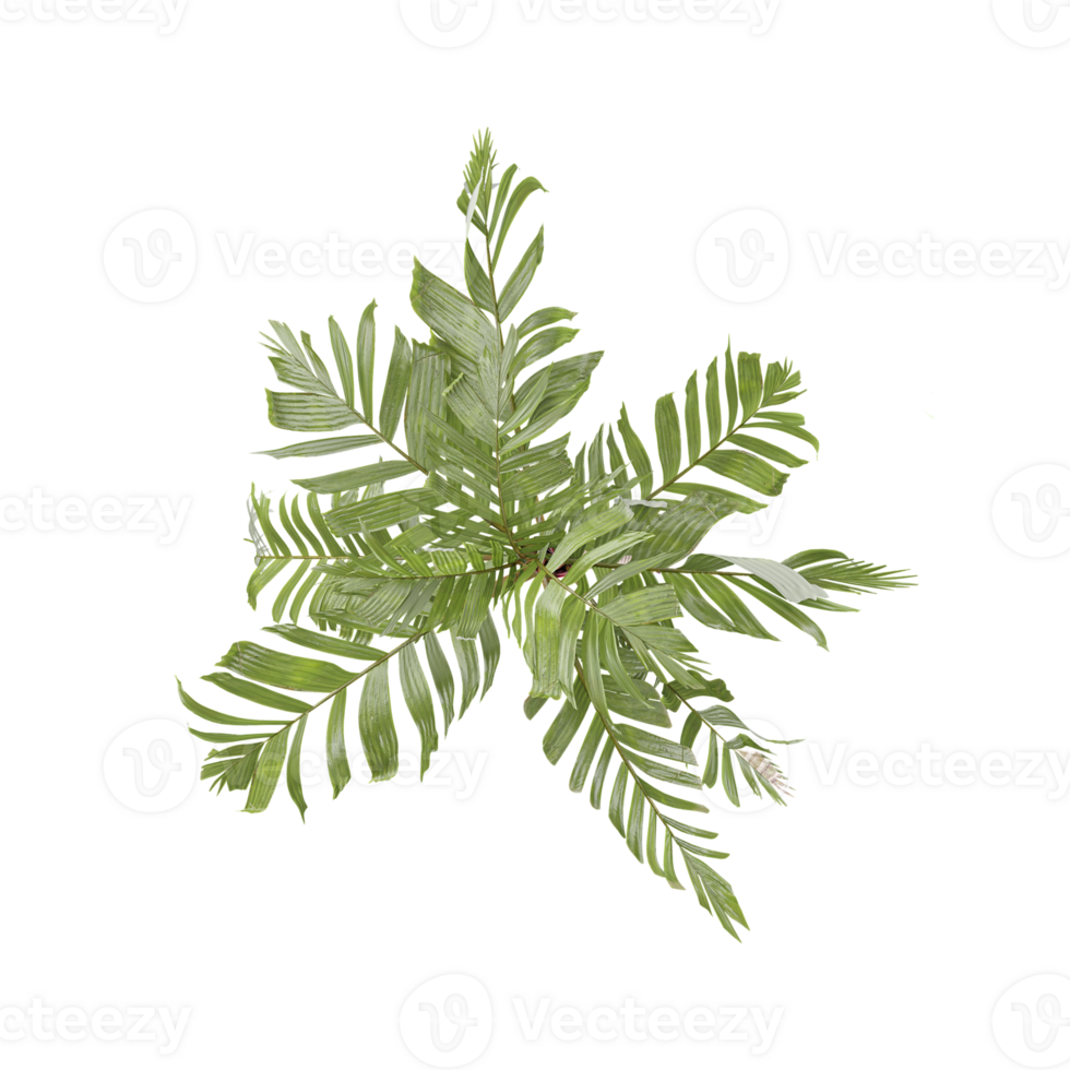 collection Oncosperma Plant with realistic style from top view png