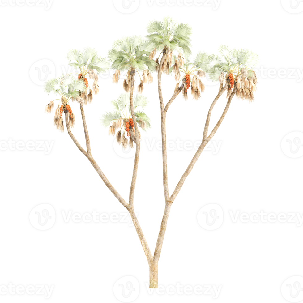 Hyphaene thebaica plants isolated Canvas png