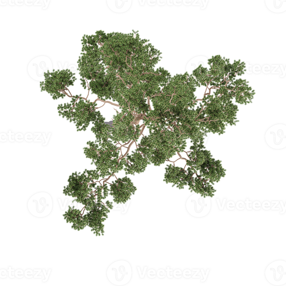 Top view of Sweet birch Tree on isolated Canvas png