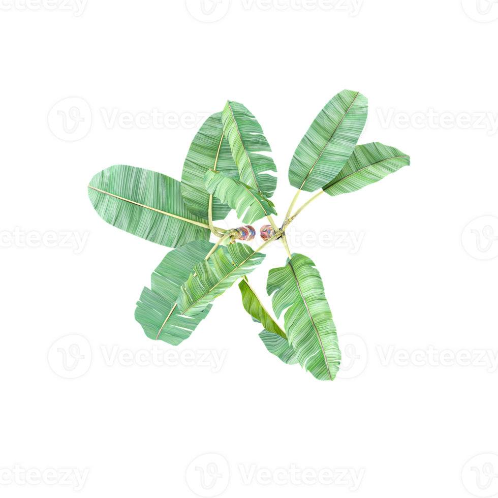 Banana plant isolated Canvas png