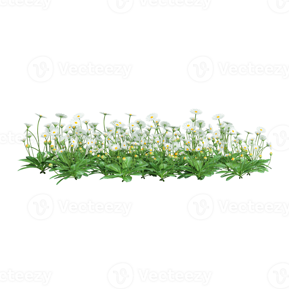 Common daisy plant on isolated Canvas png