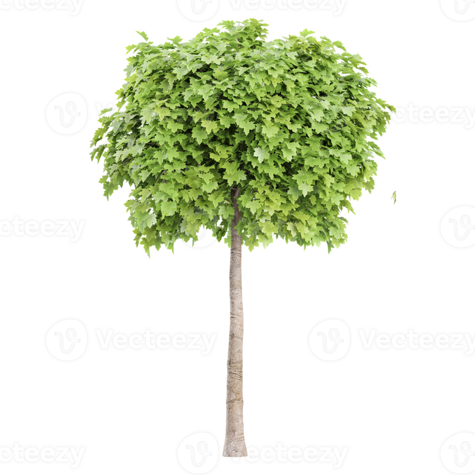 collection of Maple Plant with realistic style png