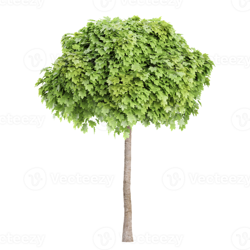 Maple Plant isolated on transparent Canvas png
