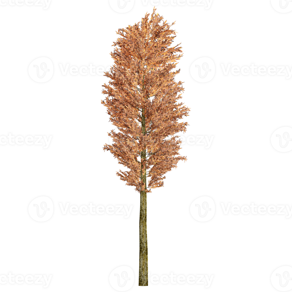 Autumn Tree on isolated Canvas png