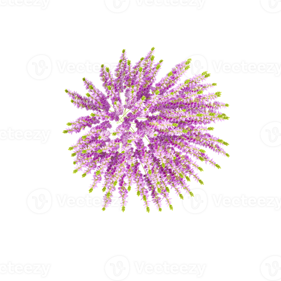 collection of Calluna Plant with realistic style from top view png