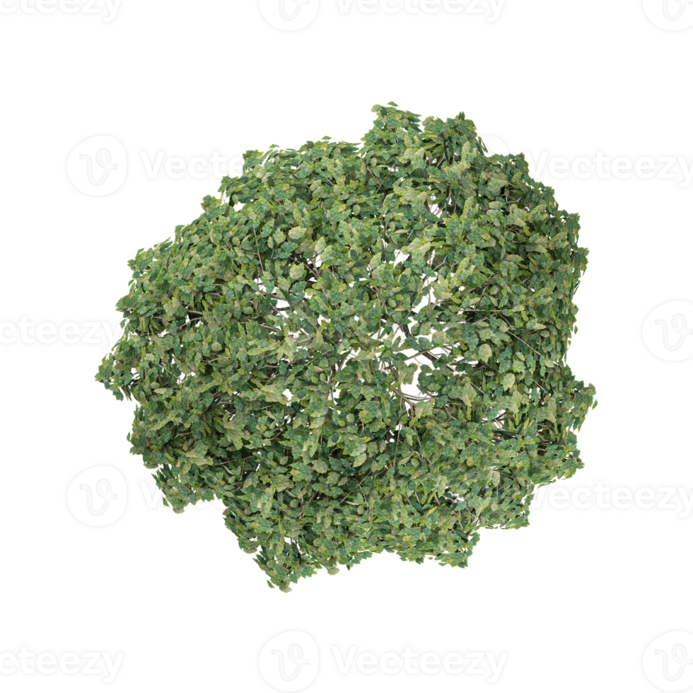 Bush top view isolated on canvas 3D illustration png