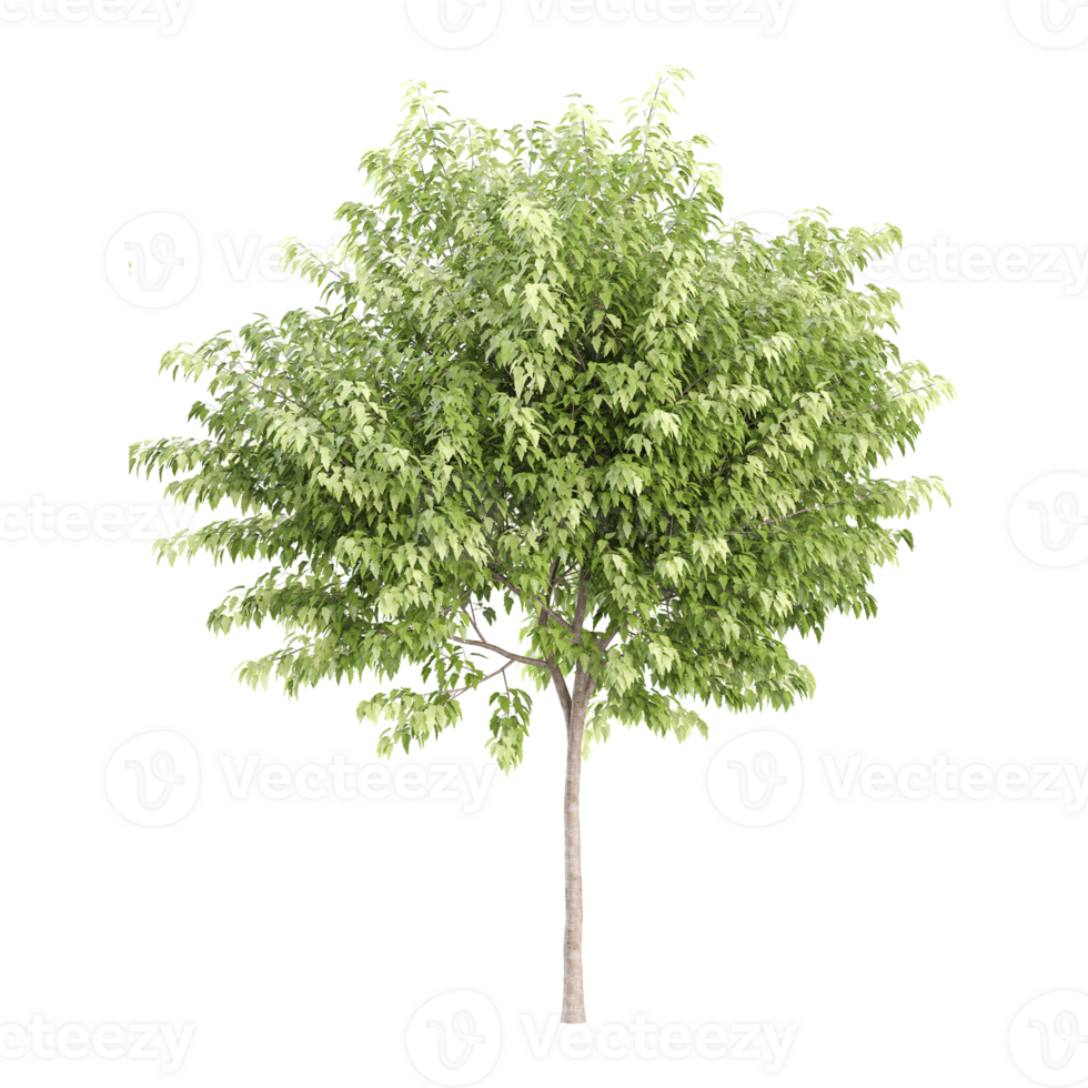 Ash Plant isolated on transparent Canvas png