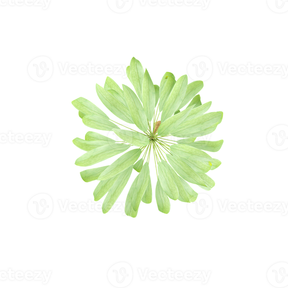 beautiful Cordyline Glauca tree isolated on Canvas from the top view png