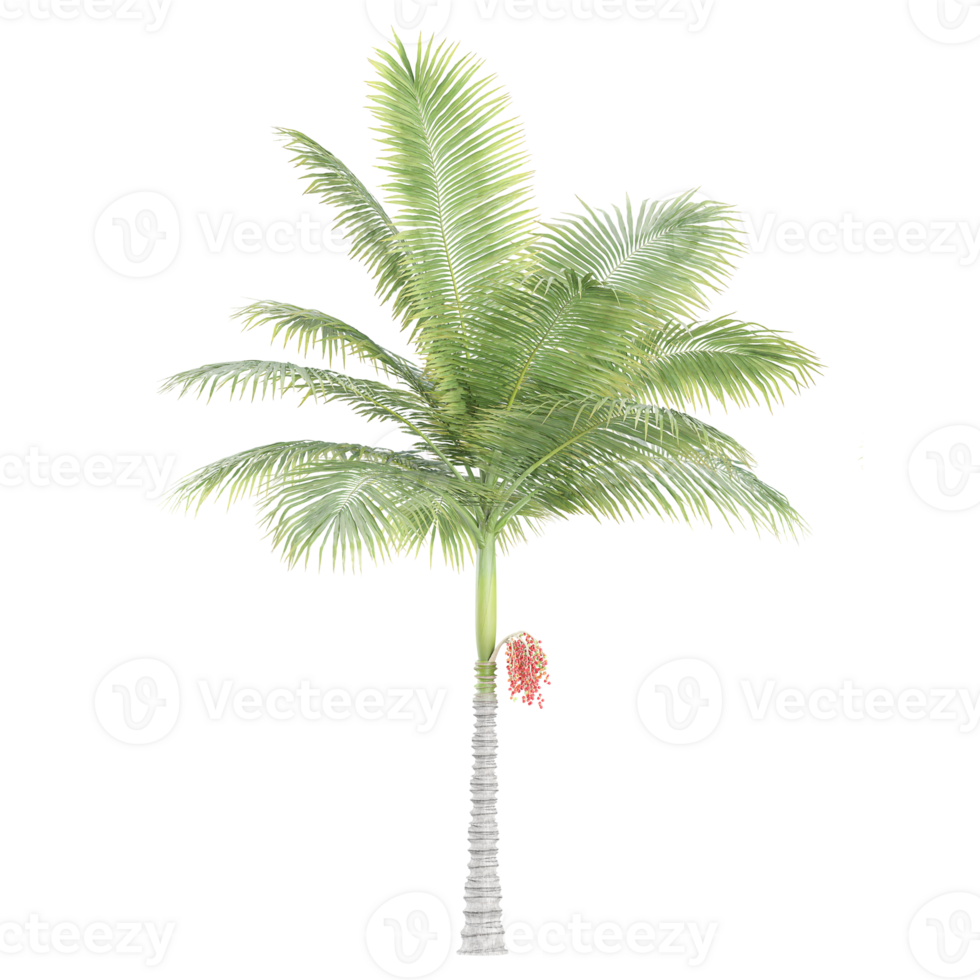Archontophoenix alexandrae tree isolated on transparent Canvas png