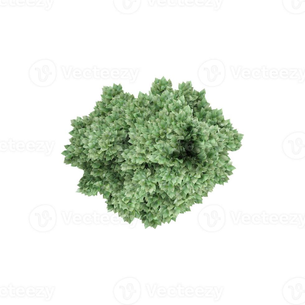 From the top view of Amur Maple Tree for architecture visualization png