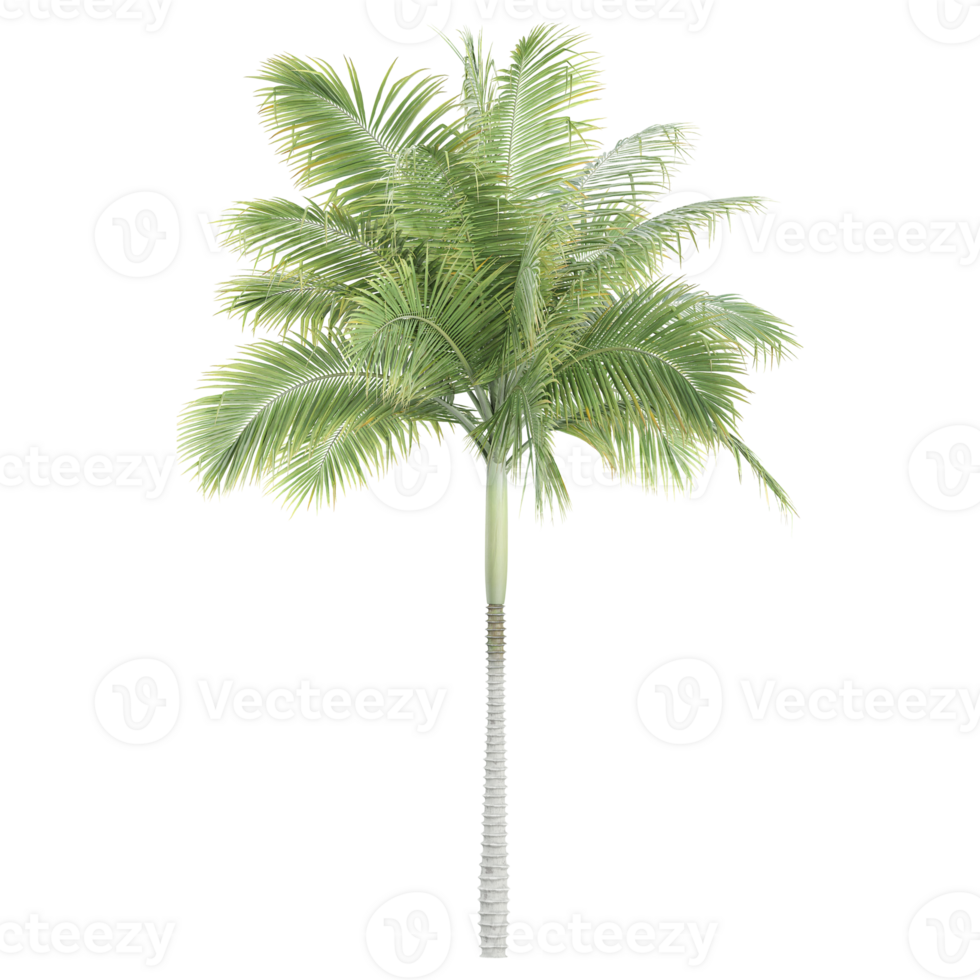 Beautiful Archontophoenix alexandrae tree isolated on transparent Canvas png
