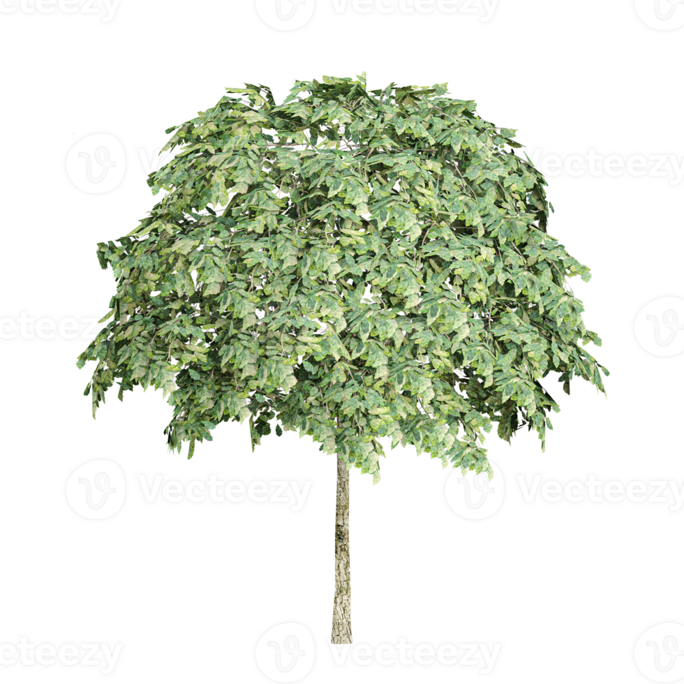Green beautiful Plane tree isolated on white background png