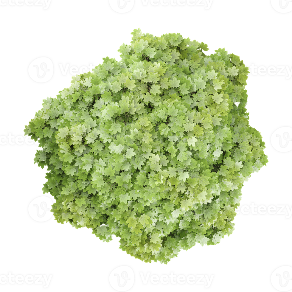 Topview of Maple tree isolated on canvas png