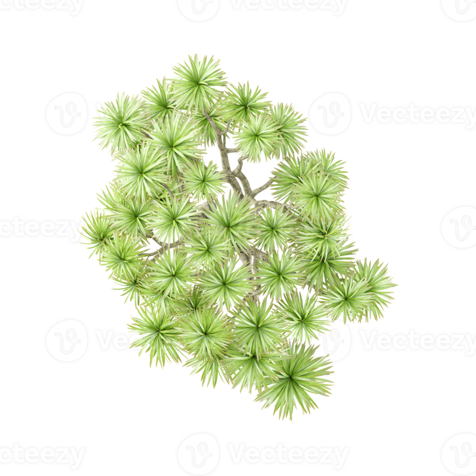3d rendering of Ornamental Cabbage Tree from top view png