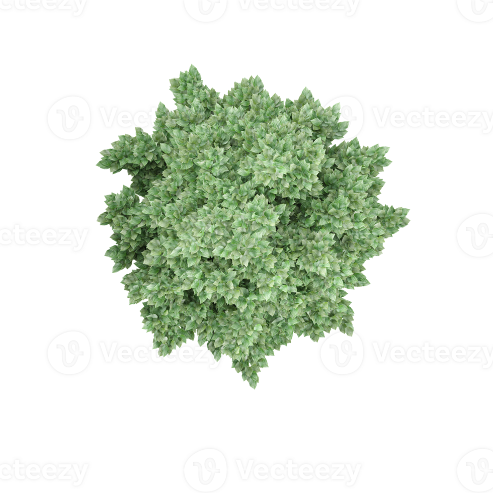 Top view of amur maple tree from transparent Canvas png