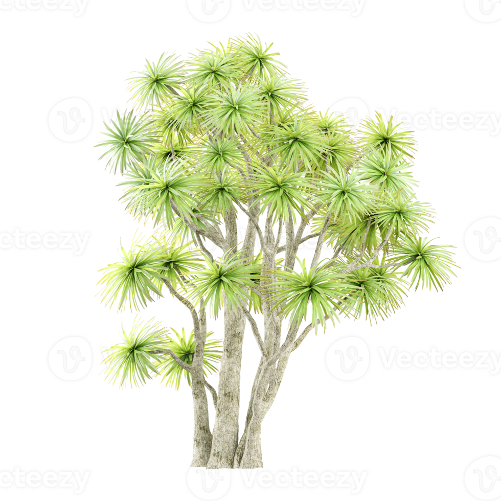 3d rendering of Ornamental Cabbage Tree png