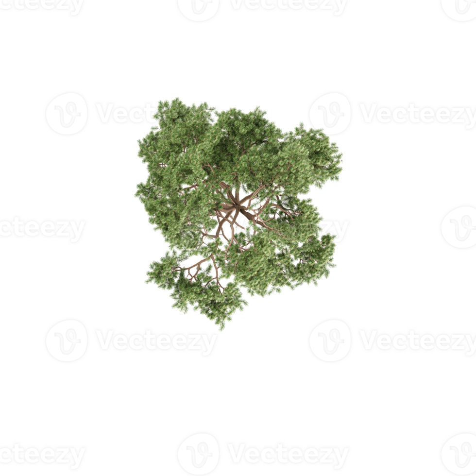 Top view of Sweet birch Betula Lenta isolated on Canvas png