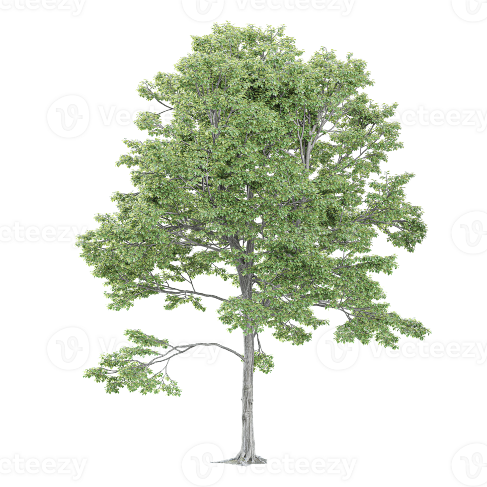 Sweet birch Betula Lenta isolated on Canvas png