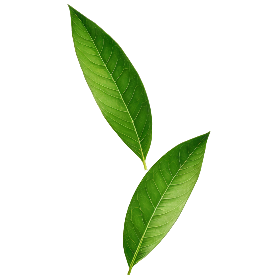 Flying green leaves on transparent background. Fresh spring foliage. Environment and ecology backdrop. Leaf isolated on transparent background cutout png