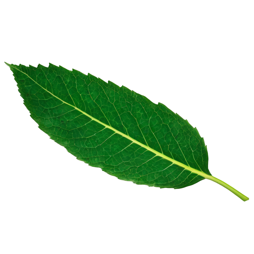 Flying green leaves on transparent background. Fresh spring foliage. Environment and ecology backdrop. Leaf isolated on transparent background cutout png