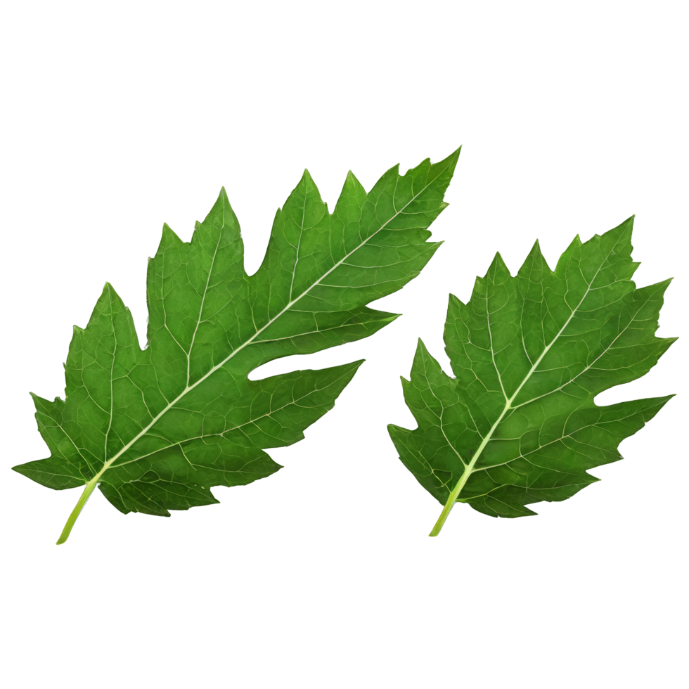 Flying green leaves on transparent background. Fresh spring foliage. Environment and ecology backdrop. Leaf isolated on transparent background cutout png