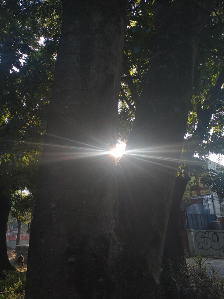 sun rays going through lush leaf. tree foliage in a beautiful morning sun light. photo