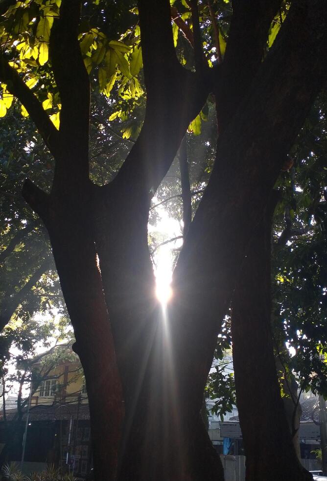 sun rays going through lush leaf. tree foliage in a beautiful morning sun light. photo