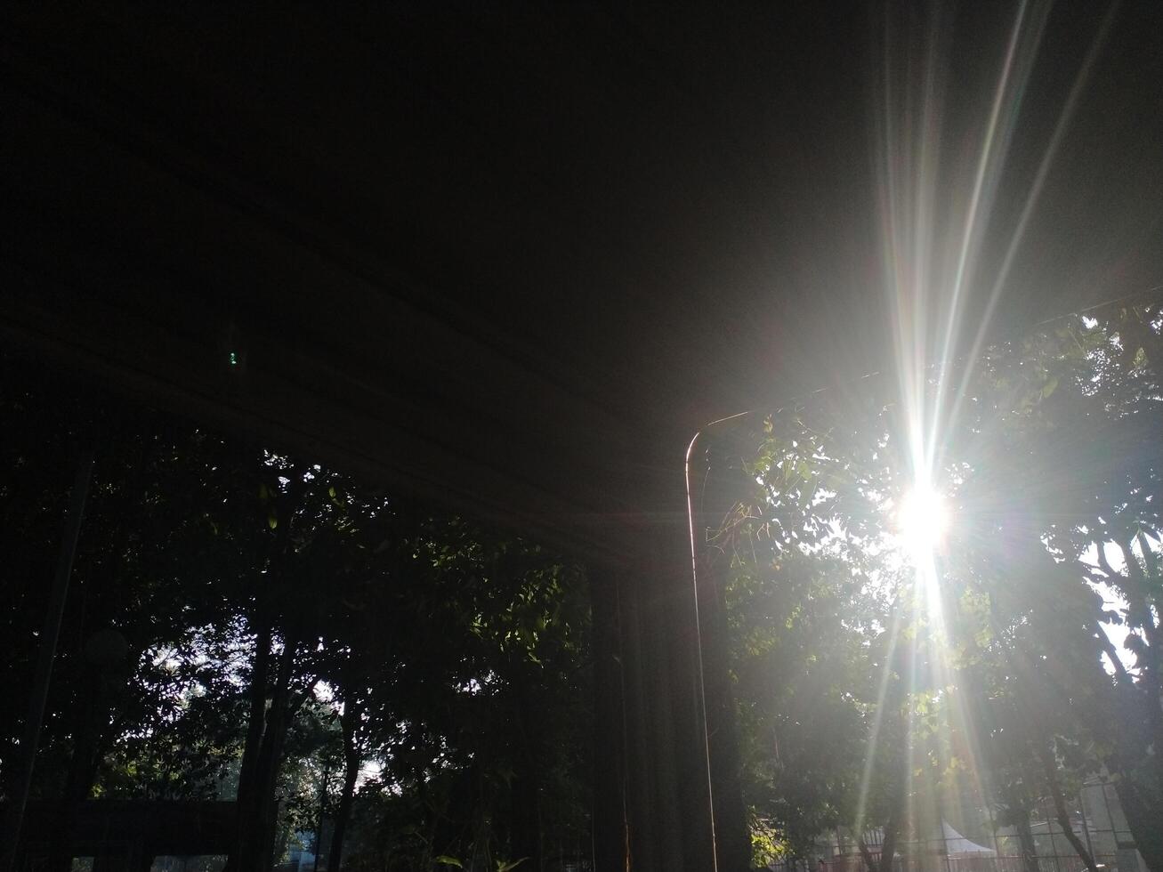 sun rays going through lush leaf. tree foliage in a beautiful morning sun light. photo