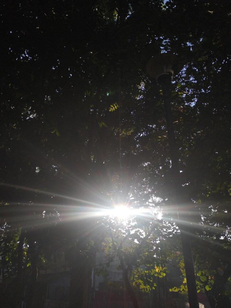 sun rays going through lush leaf. tree foliage in a beautiful morning sun light. photo