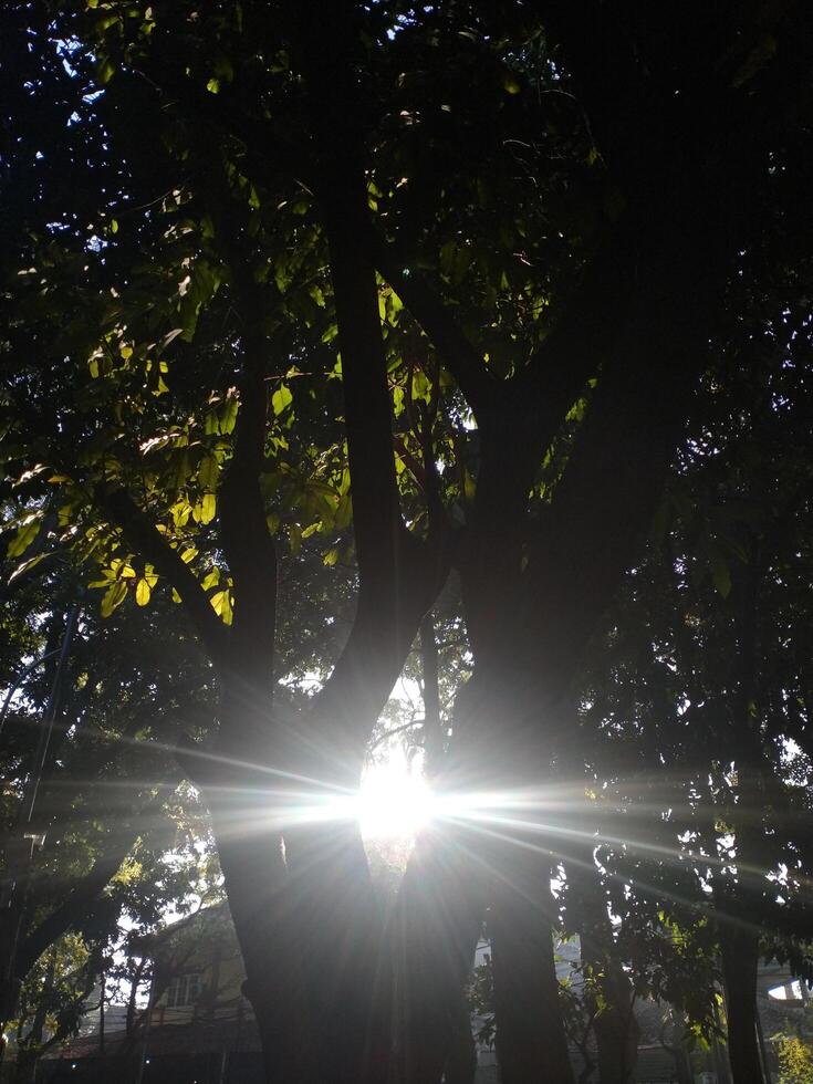 sun rays going through lush leaf. tree foliage in a beautiful morning sun light. photo