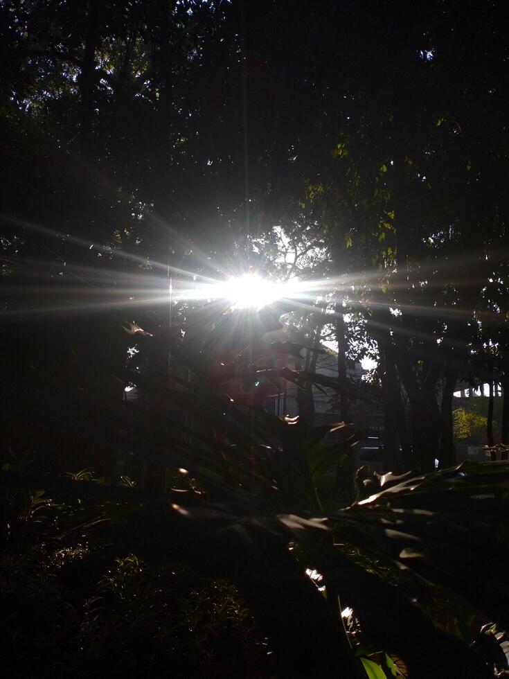 sun rays going through lush leaf. tree foliage in a beautiful morning sun light. photo