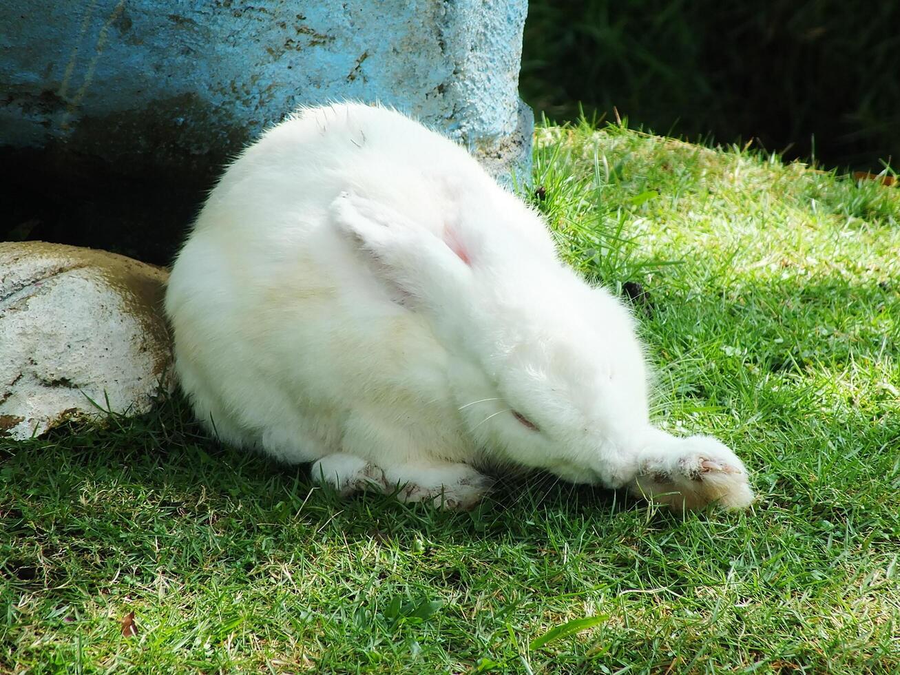 cute adorable white hares or rabbits with long ears in a zoo photo