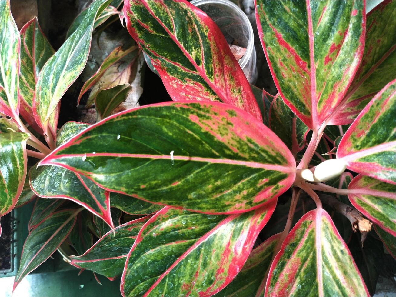 Red aglaonema or aglonema red peacock foliage. Exotic tropical leaf plants photo