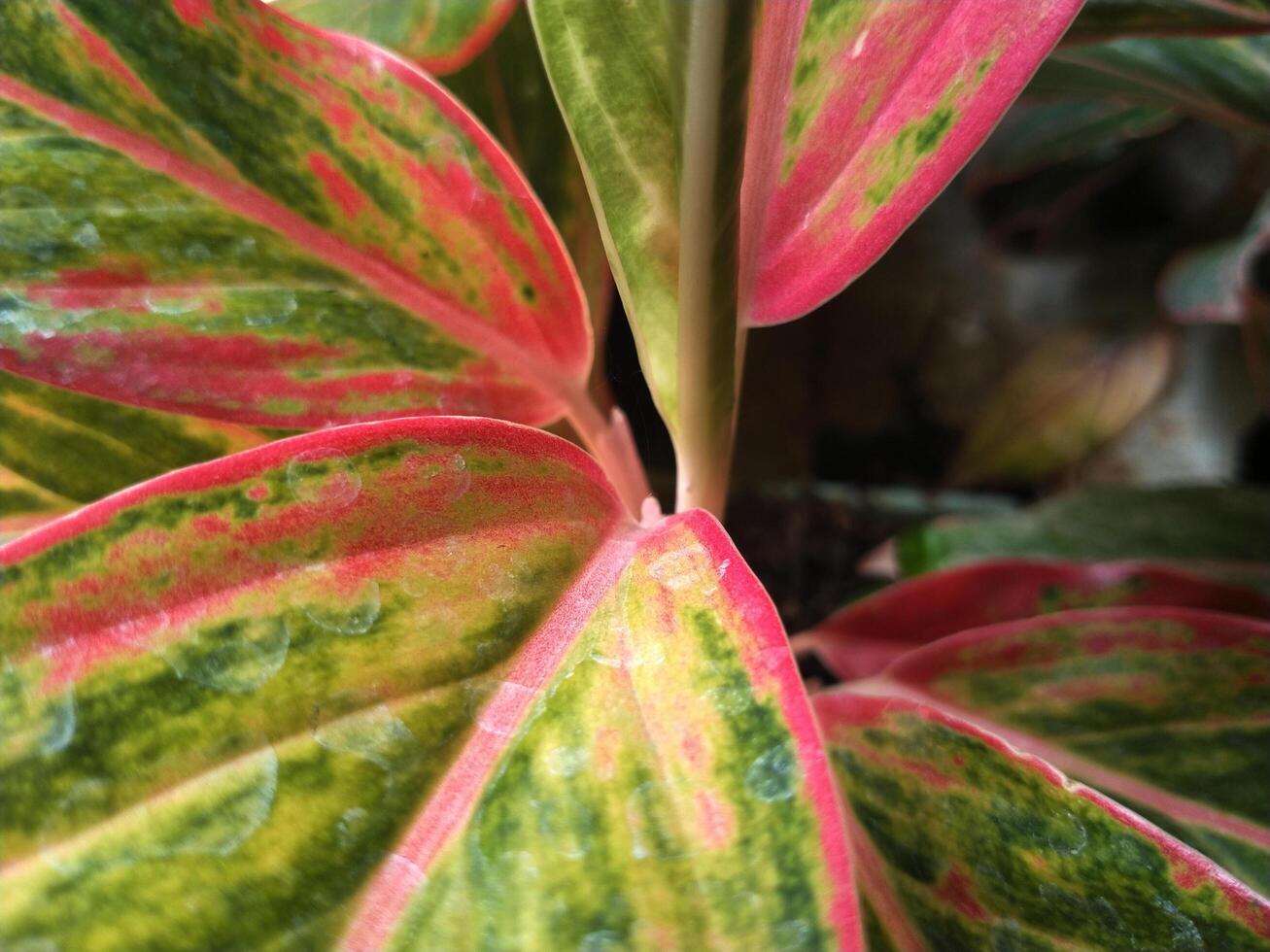 Red aglaonema or aglonema red peacock foliage. Exotic tropical leaf plants photo